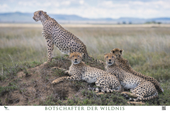 Bild 2 – Geparden auf  Termitenhügel