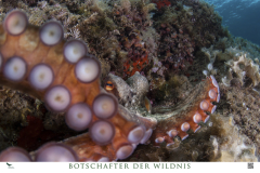 Bild 7 – Oktopus