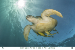 Bild 9 – Grüne Meeresschildkröte