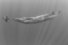 Unvermittelte Begegnung mit einem Seiwal, dem schnellsten Wal der Erde. Photo&Copyright by Kai Matthes